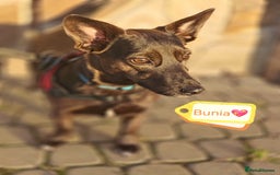 Mixed Breed dogs for adoption: 💖🐶 BUNIA 🐶💖 - Image 1