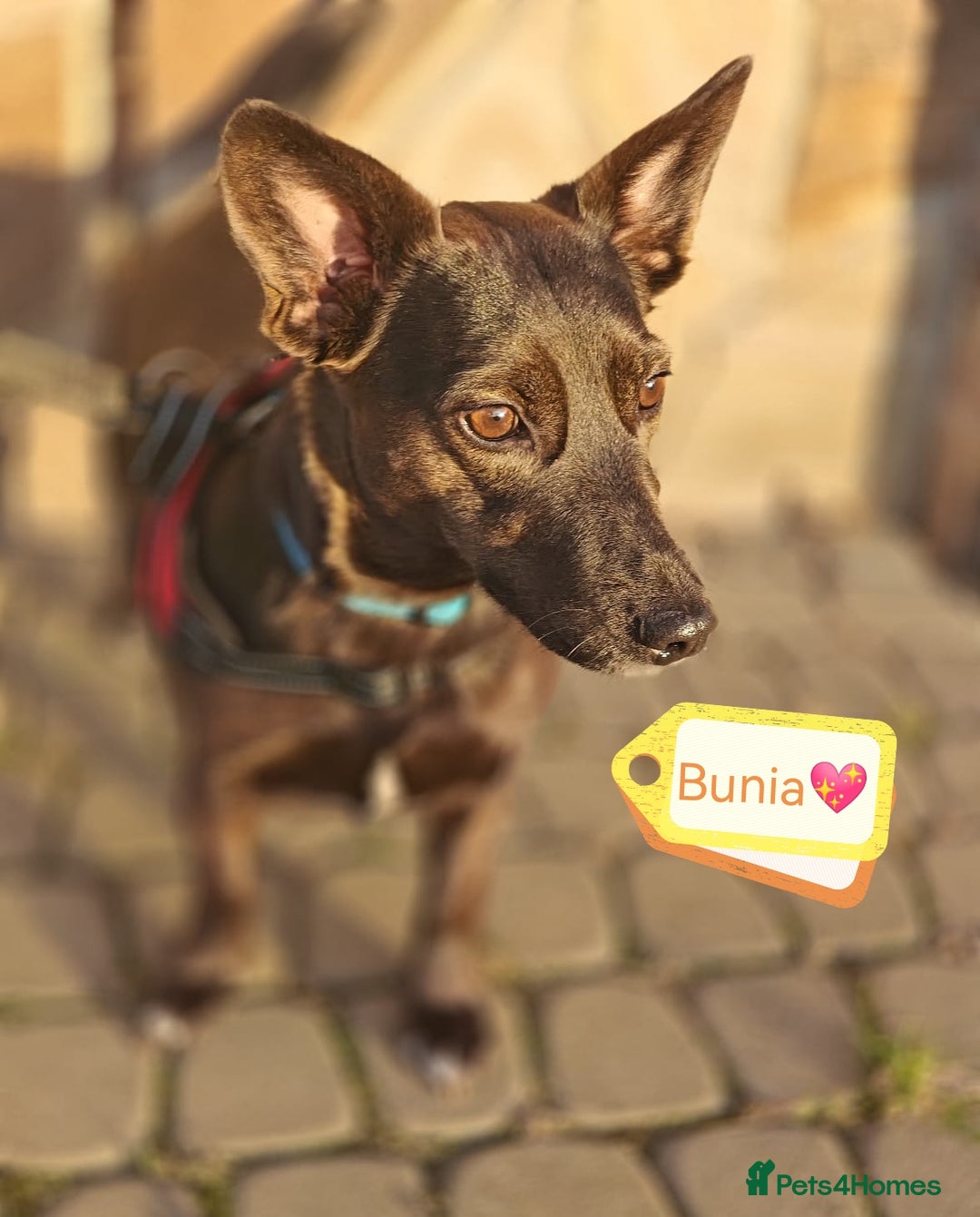 Mixed Breed dogs for adoption: 💖🐶 BUNIA 🐶💖 - Image 1