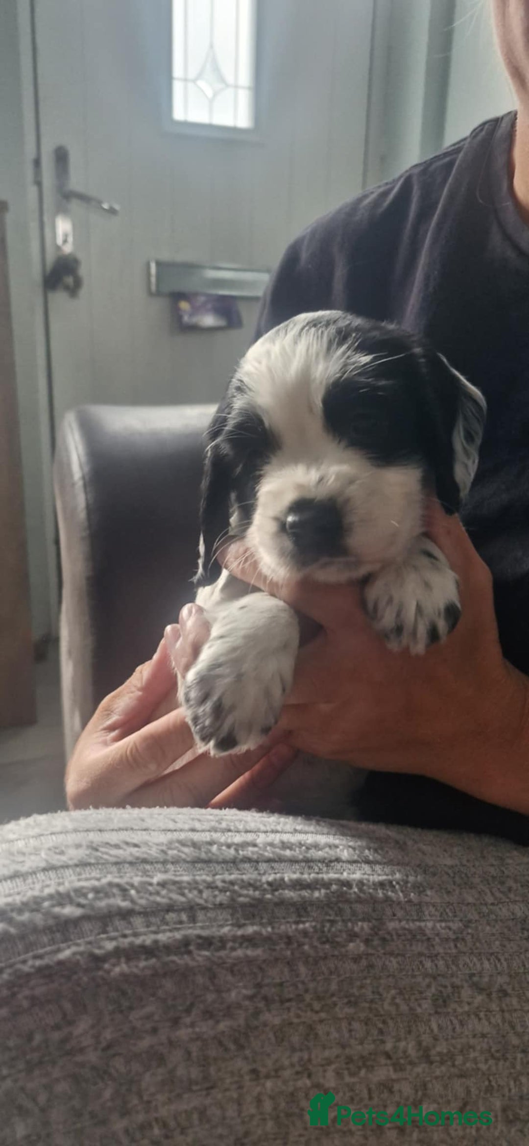 Sprocker dogs for sale: Sprocker puppies  - Image 12