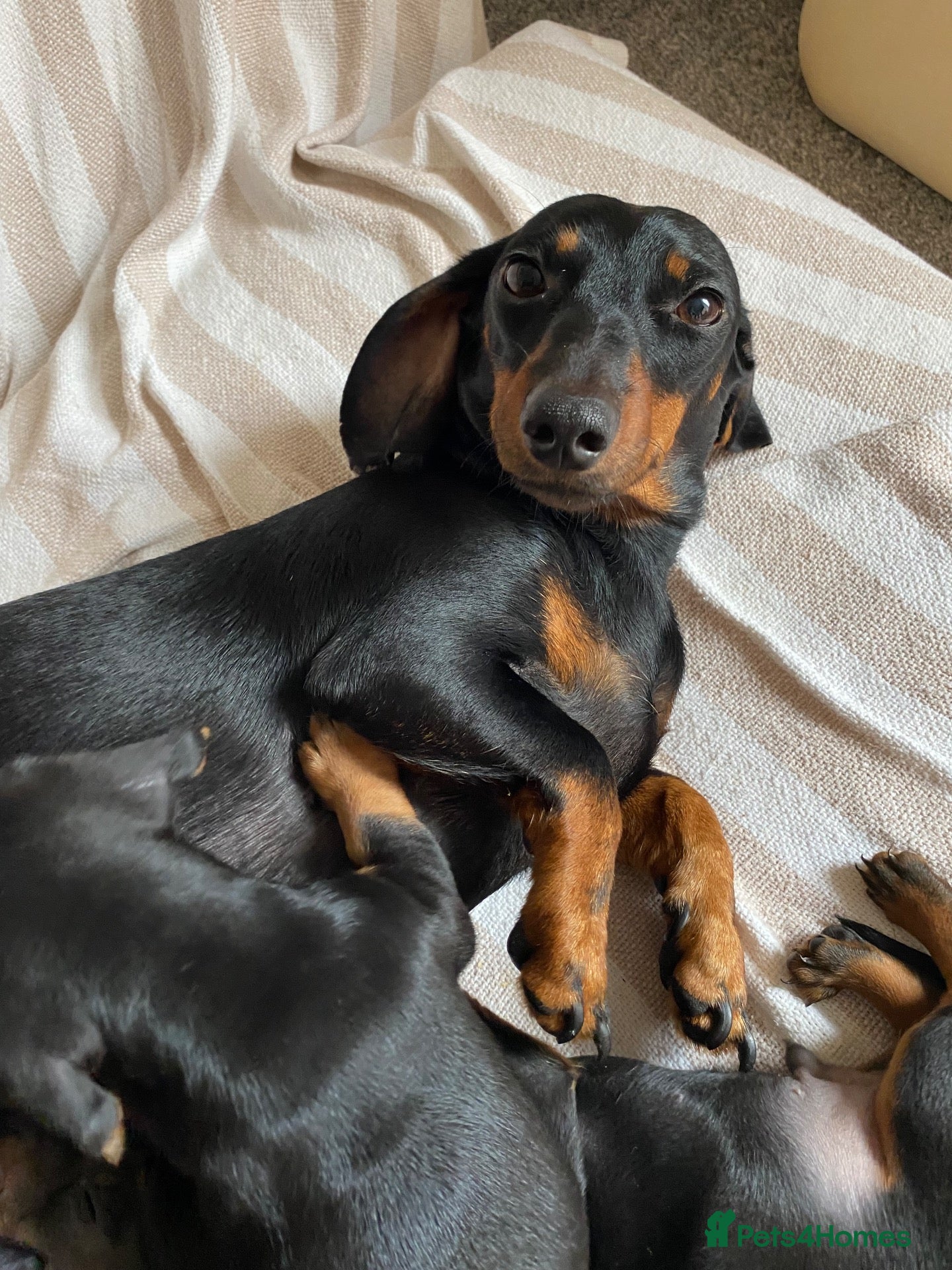 Miniature Dachshund dogs Miniature Dachshunds- 2 boys left!  - Advert 1