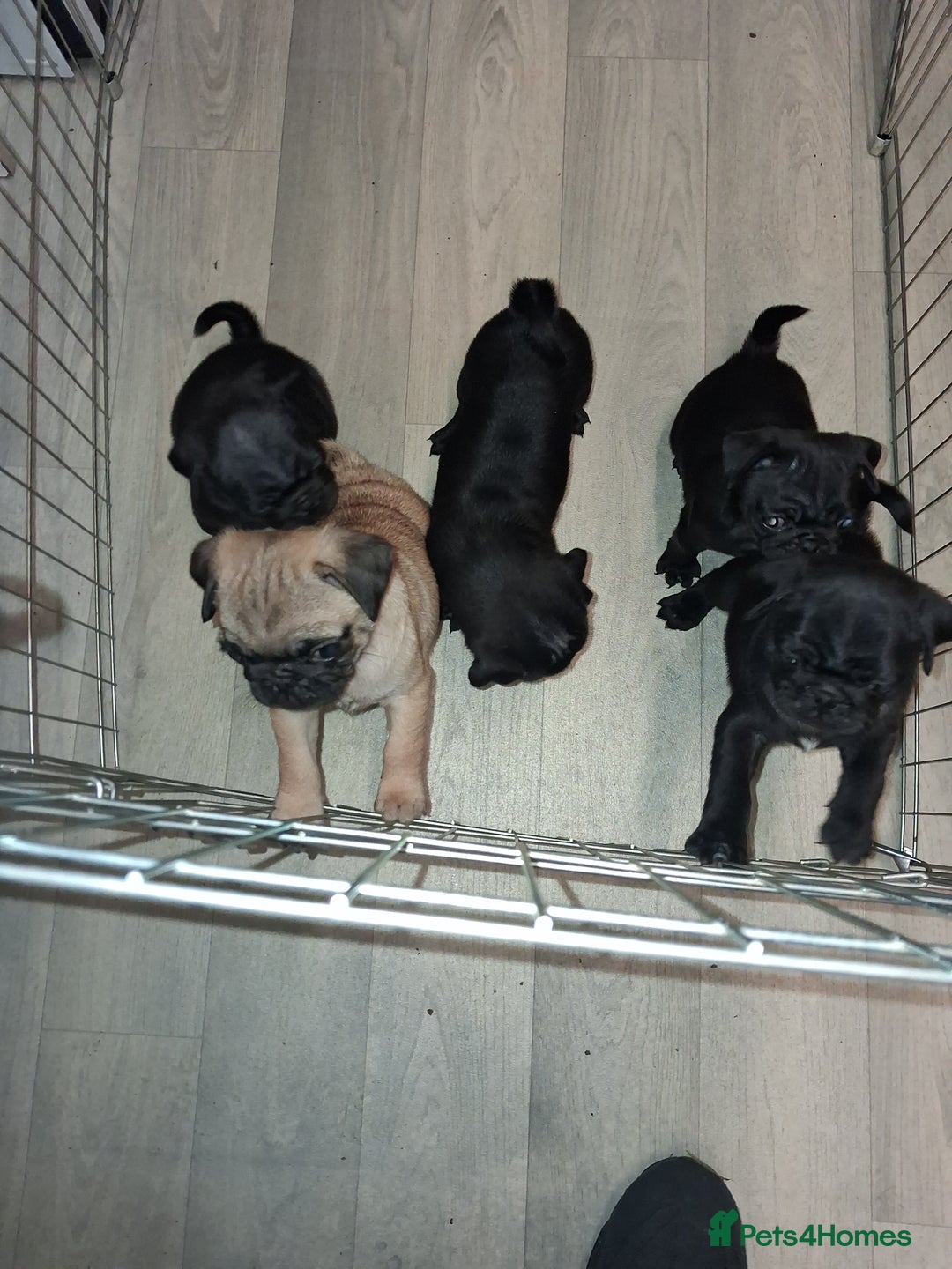 Pug dogs for sale: 5 adorable pug puppies for sale  - Advert 12