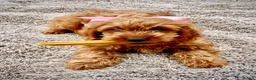 Cockapoo dogs for sale: Chestnut F1 cockapoo boy ready now - Advert 7