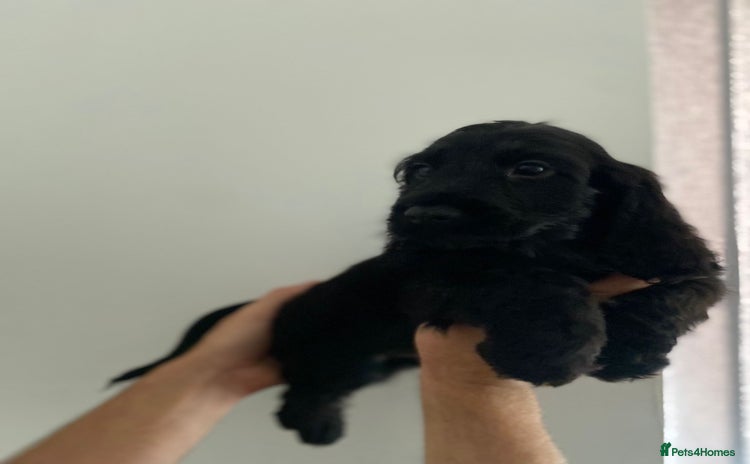 Cocker Spaniel dogs - Advert 2