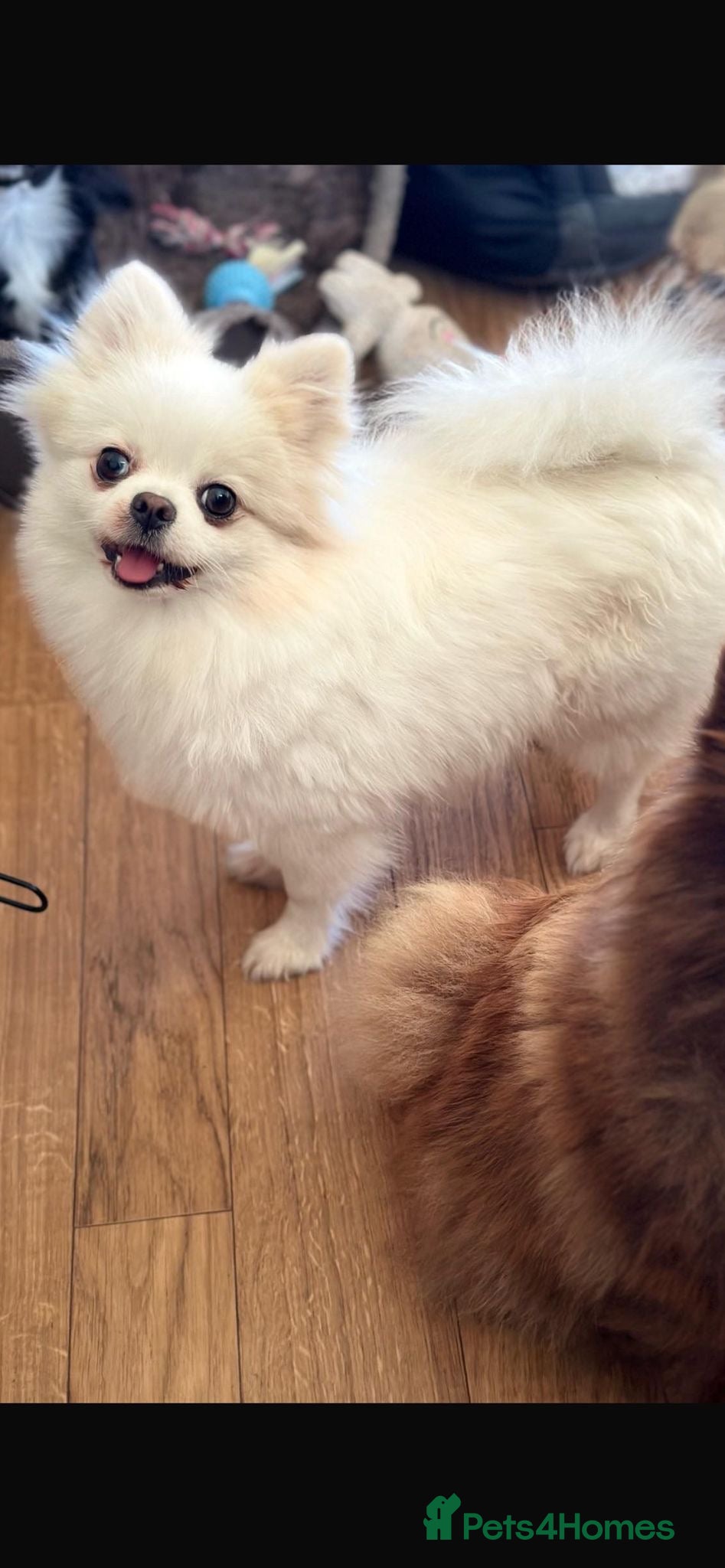 Pomeranian dogs Beautiful Pomeranian Girl - Advert 6