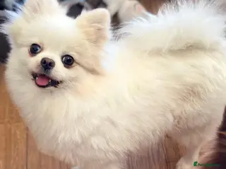 Pomeranian dogs Beautiful Pomeranian Girl - Advert 6