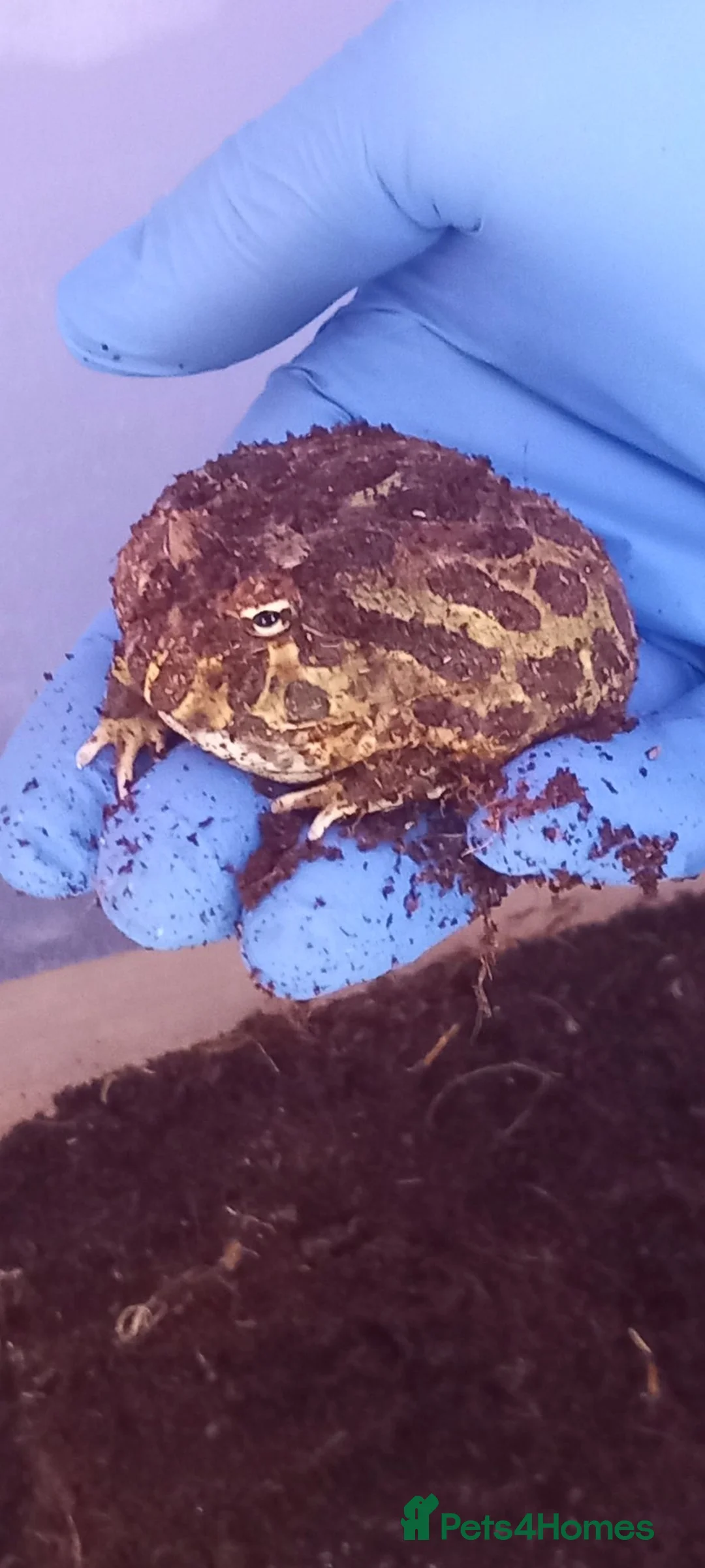 Frog reptiles for sale: Packman frog in Hatfield - Advert 1