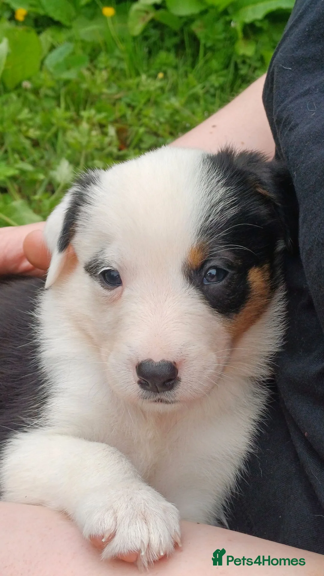 Border Collie dogs for sale: Working collie pups  in Lairg - Advert 2