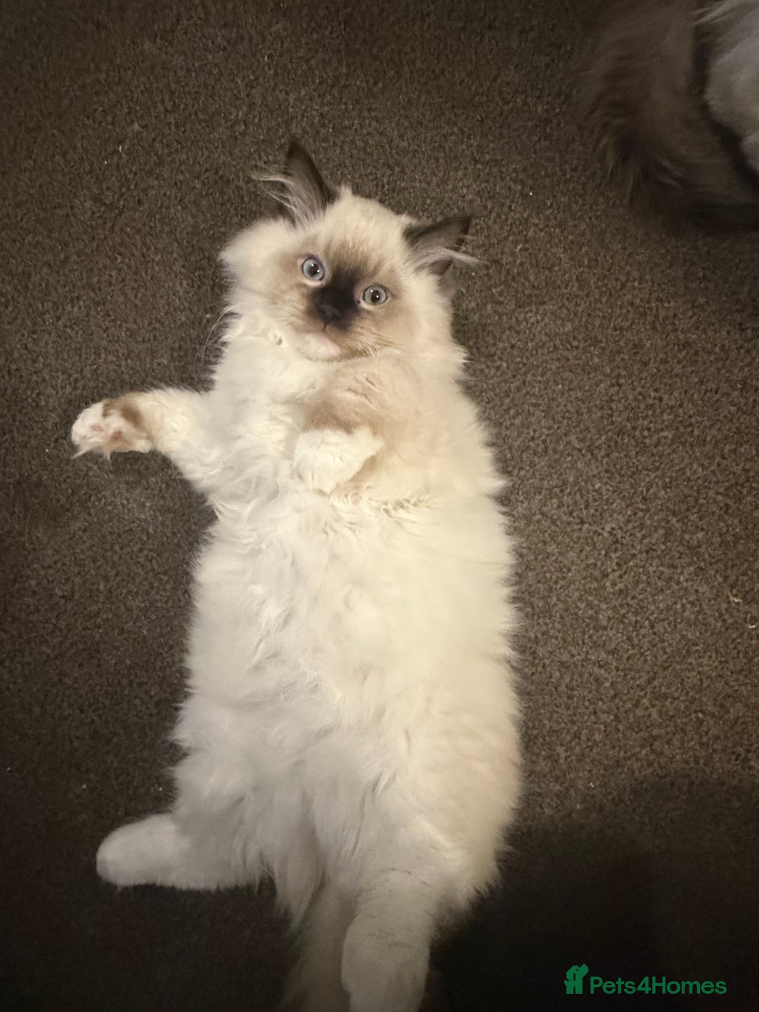 Ragdoll cats for sale: READY NOW 2 fluffy boys - Advert 17
