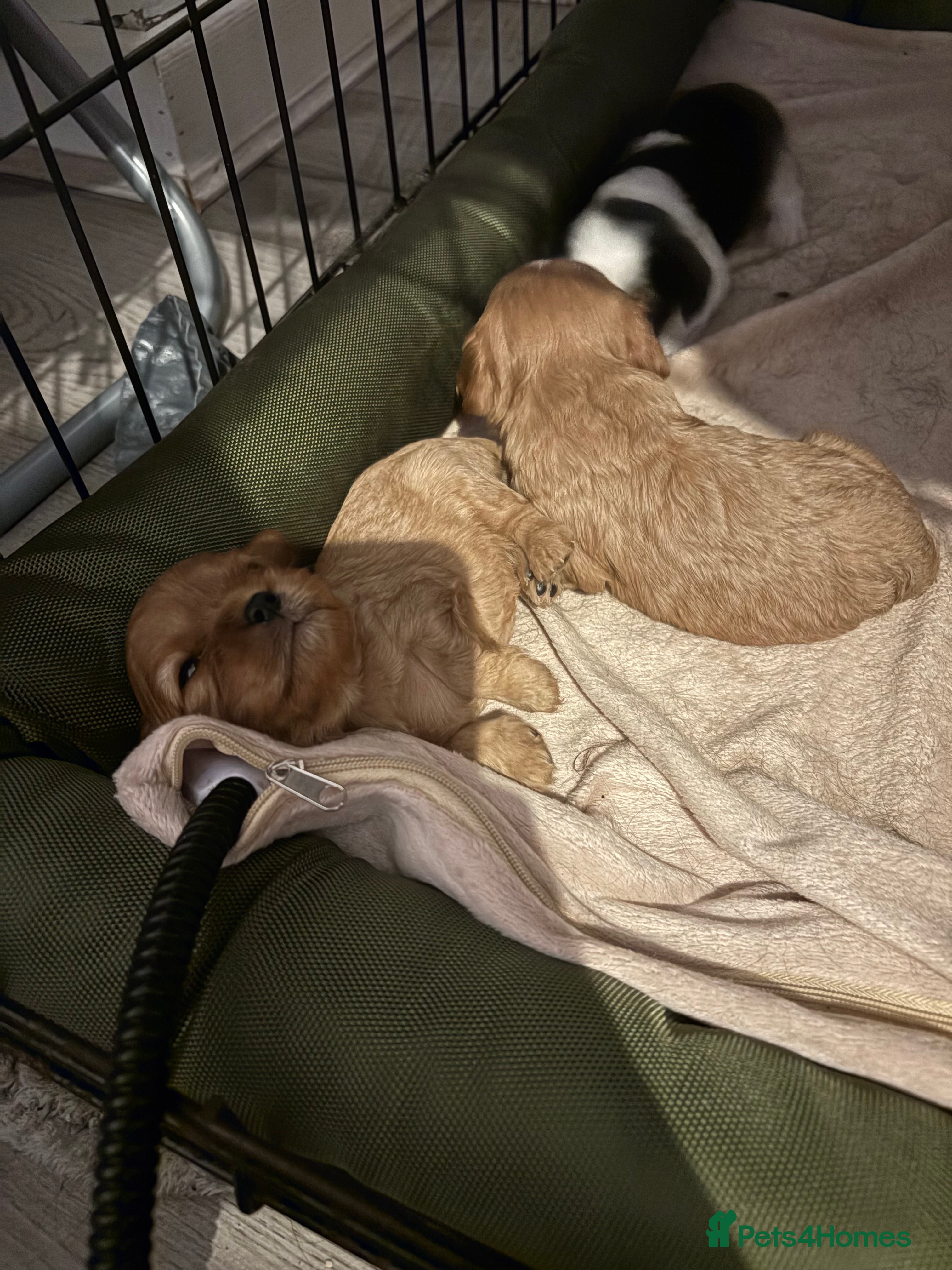 Cavalier King Charles Spaniel dogs Litter of 3 cavalier pups  - Advert 9