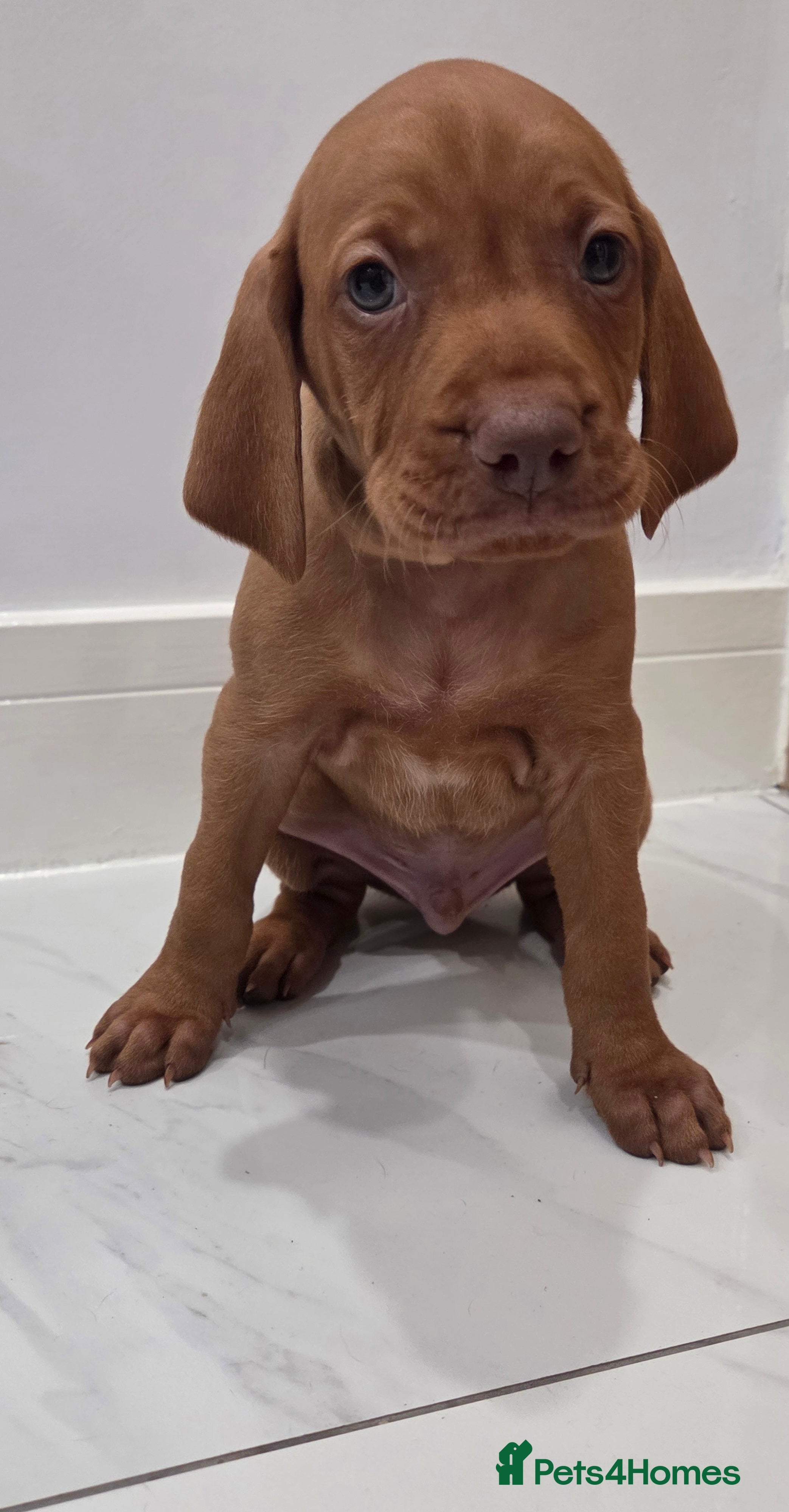 Hungarian Vizsla dogs 🧡 Hungarian Vizslas. Exceptional pedigrees 🧡 - Advert 3