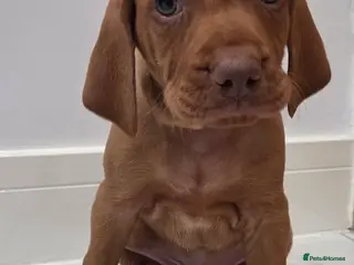 Hungarian Vizsla dogs 🧡 Hungarian Vizslas. Exceptional pedigrees 🧡 - Advert 3