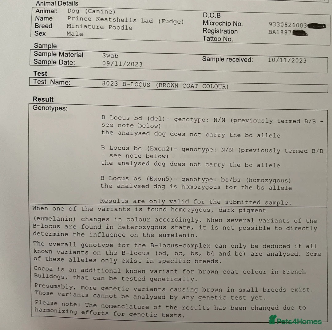 Miniature Poodle dogs for stud: Kc chocolate miniature poodle in Wakefield - Advert 14