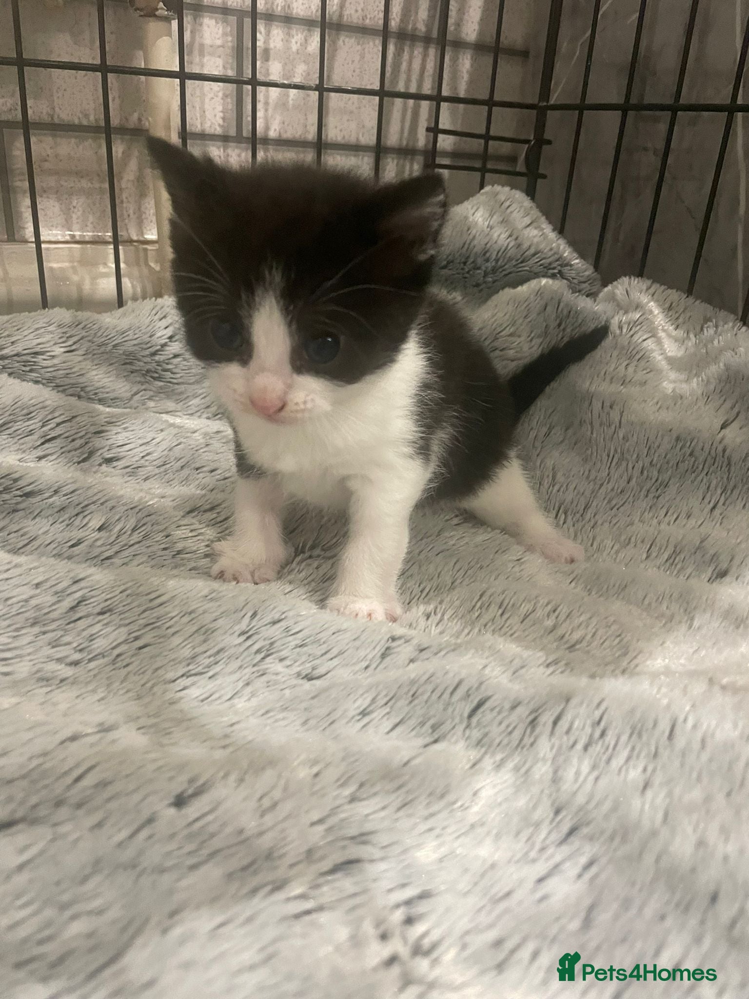 Mixed Breed cats for sale: Kittens - rescue - Advert 3