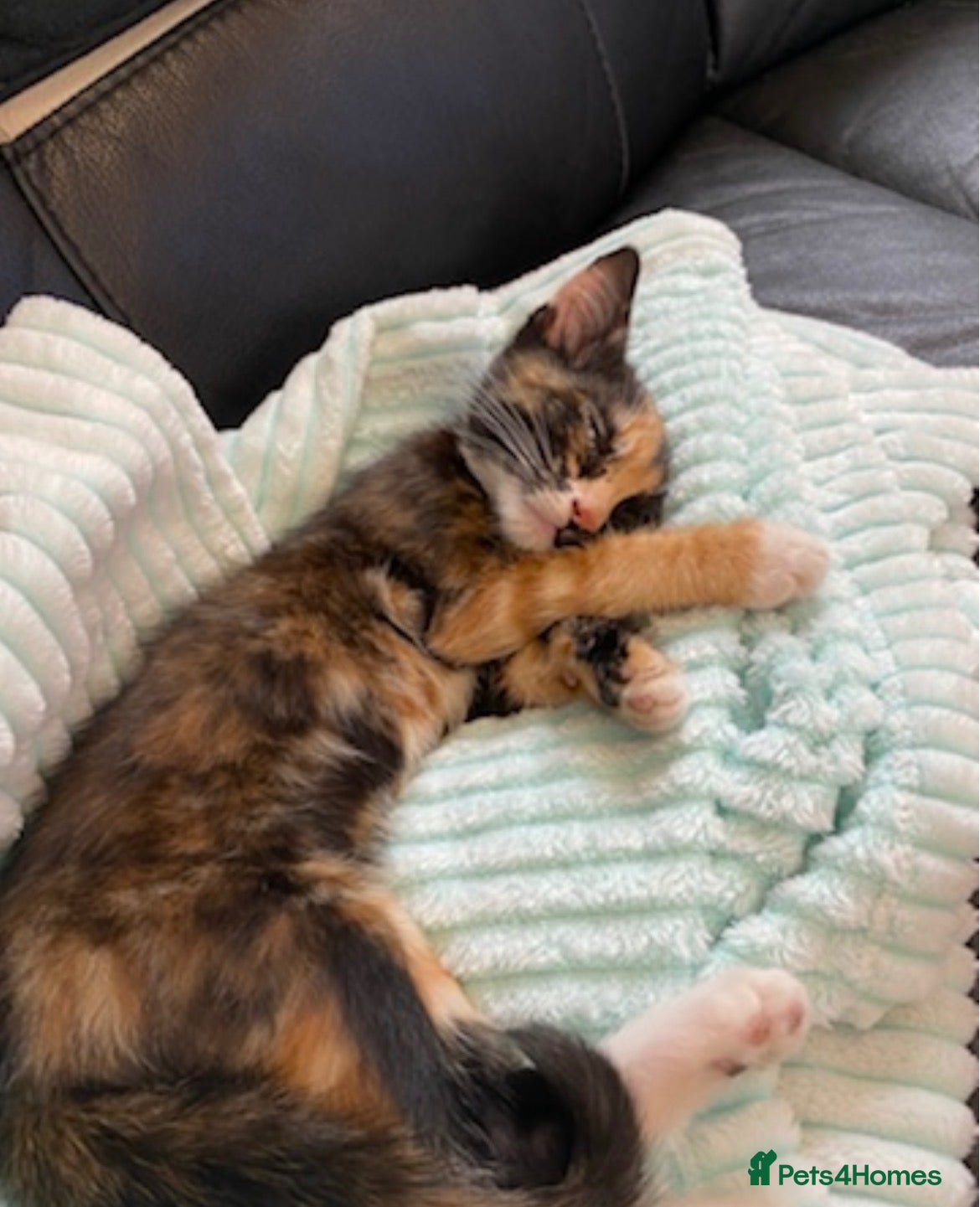 Mixed Breed cats Fluffy black and ginger kitten - Advert 1