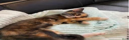 Mixed Breed cats for sale: Fluffy black and ginger kitten - Advert 1