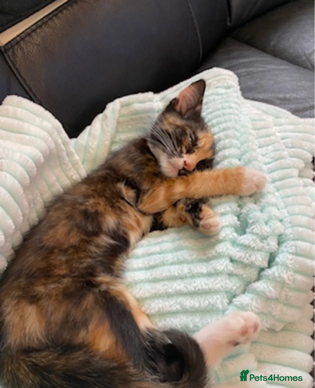 Mixed Breed cats for sale: Fluffy black and ginger kitten - Advert 1