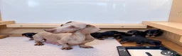 Jackshund dogs for sale: Miniature Jackshunds ✨  - Advert 14