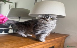 Scottish Fold cats for sale: Tabby Scottish fold - Image 1