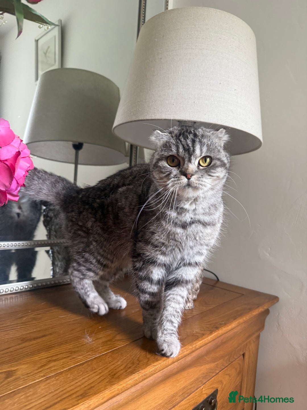 Scottish Fold cats for sale: Tabby Scottish fold - Image 1