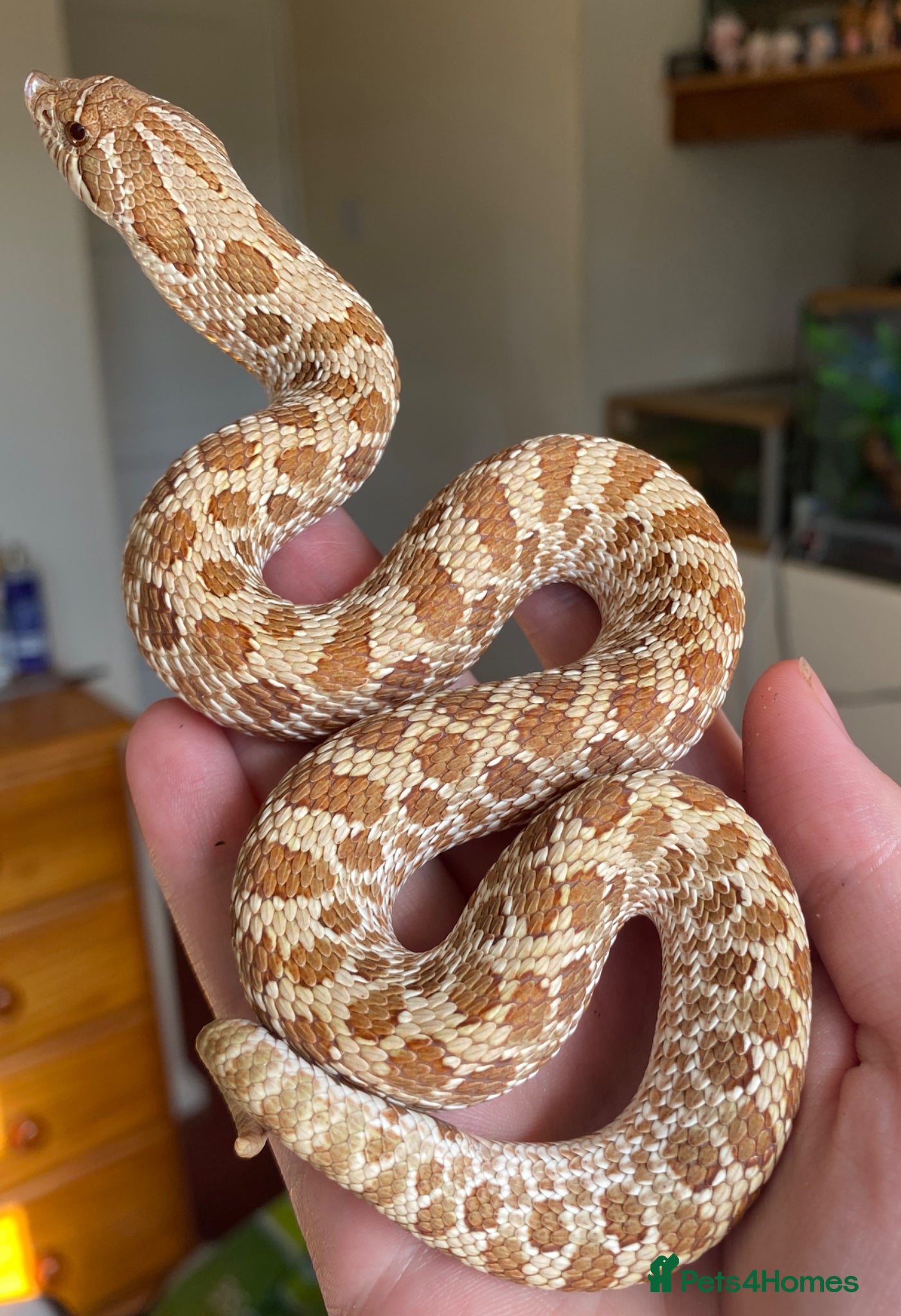 Snake reptiles Male Hognose  - Advert 5