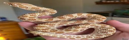 Snake reptiles for sale: Male Hognose  - Advert 1