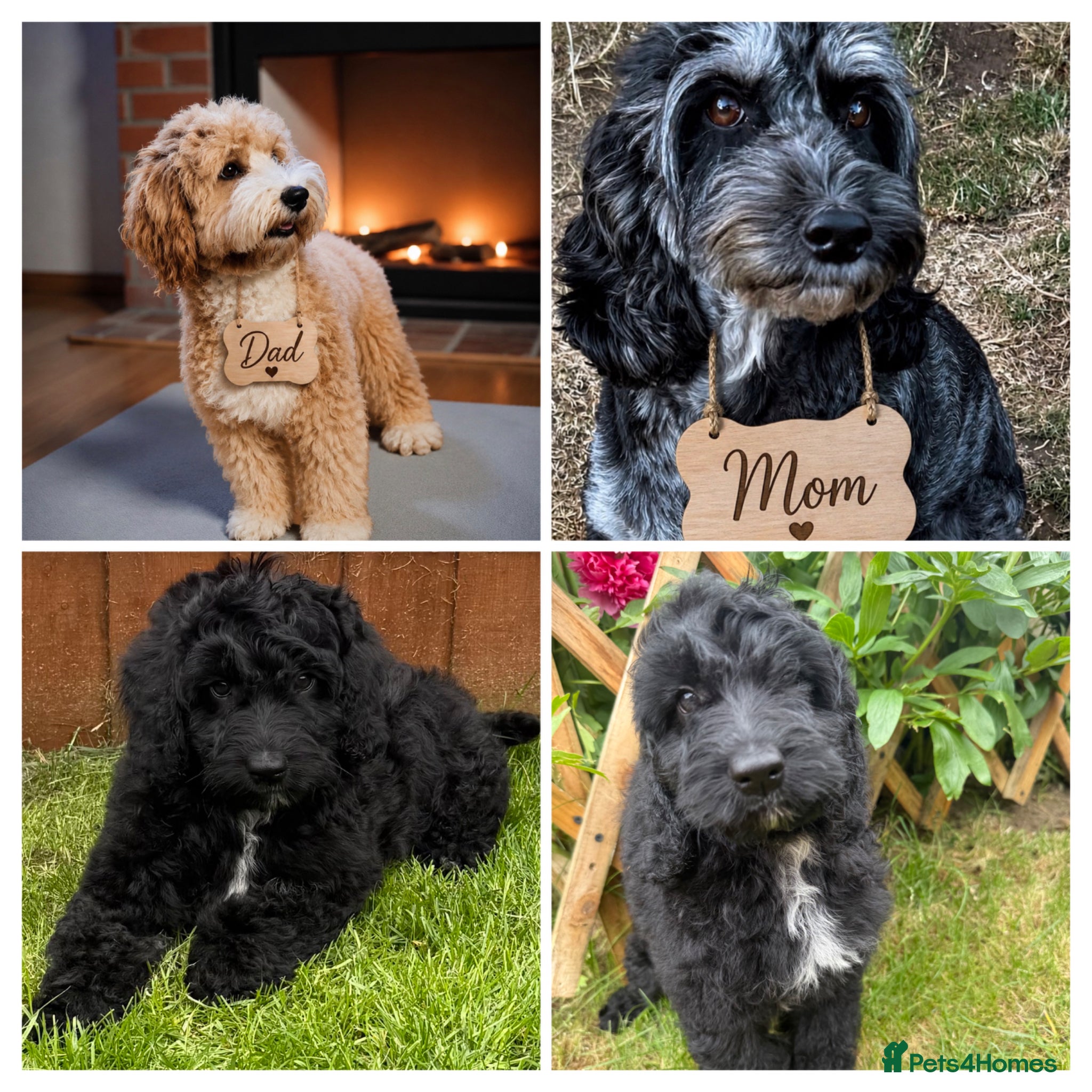 Australian Labradoodle dogs the last boy is waiting for his family - Advert 6