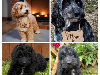 Australian Labradoodle dogs the last boy is waiting for his family - Advert 6