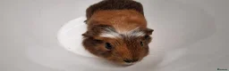 Guinea Pig rodents for sale: California x male and female Guinea pig babies  - Advert 21
