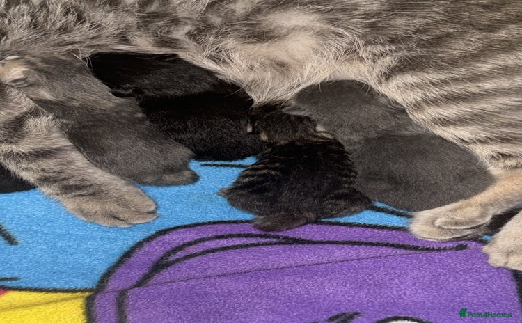 Mixed Breed cats - Advert 3