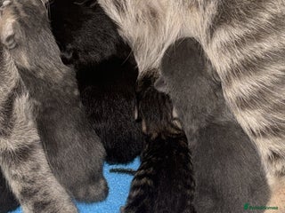 Mixed Breed cats - Advert 16