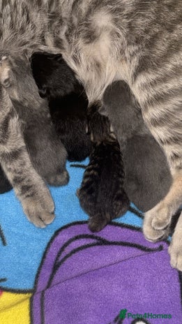 Mixed Breed cats - Advert 15