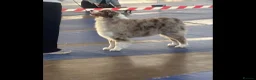 Australian Shepherd dogs for sale: Mrs Scanlan - Advert 1
