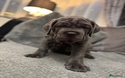 Mastiff dogs for sale: Mastiff puppies (Neapolitan) - Advert 9