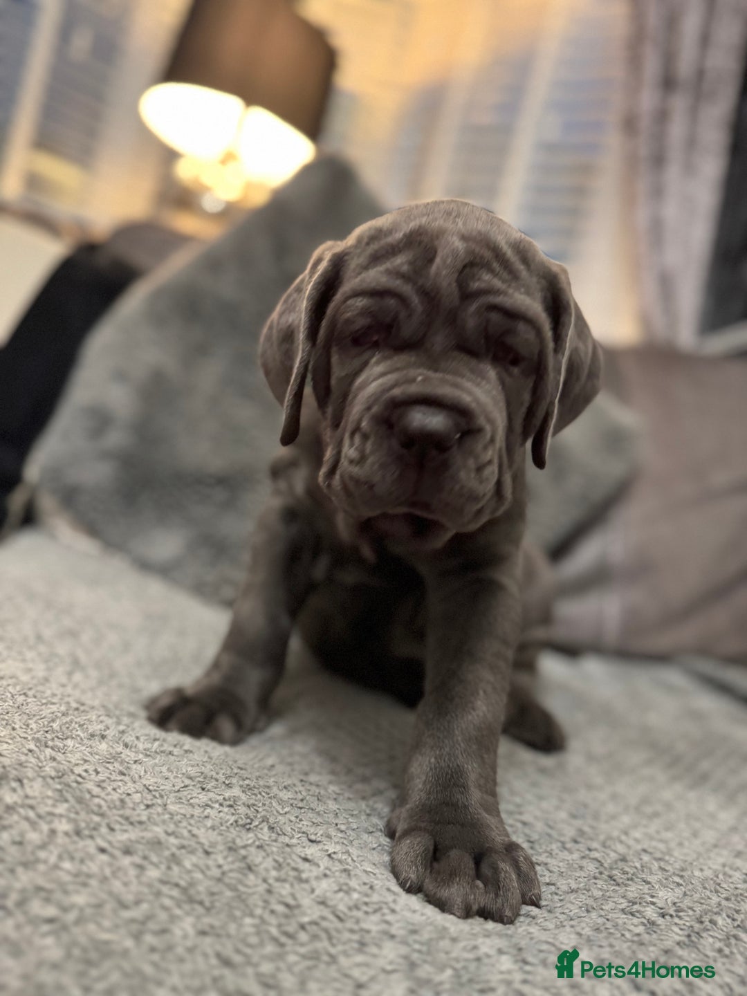 Mastiff dogs for sale: Mastiff puppies (Neapolitan) - Advert 9