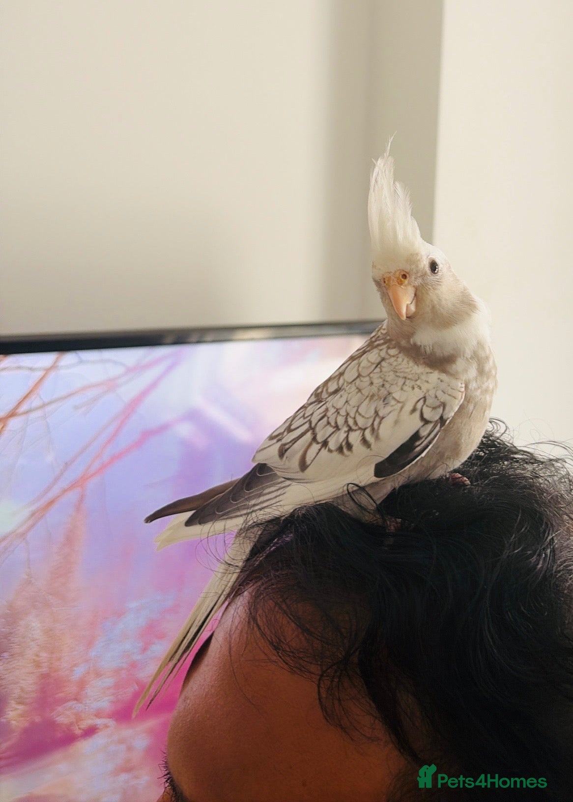 Cockatiels birds Hand Reared White Pied Baby Cockatiel - Advert 1