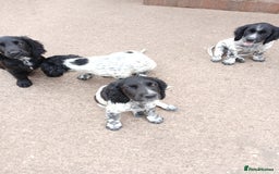 Cocker Spaniel dogs for sale: working type Cocker spaniel puppies available  - Image 5