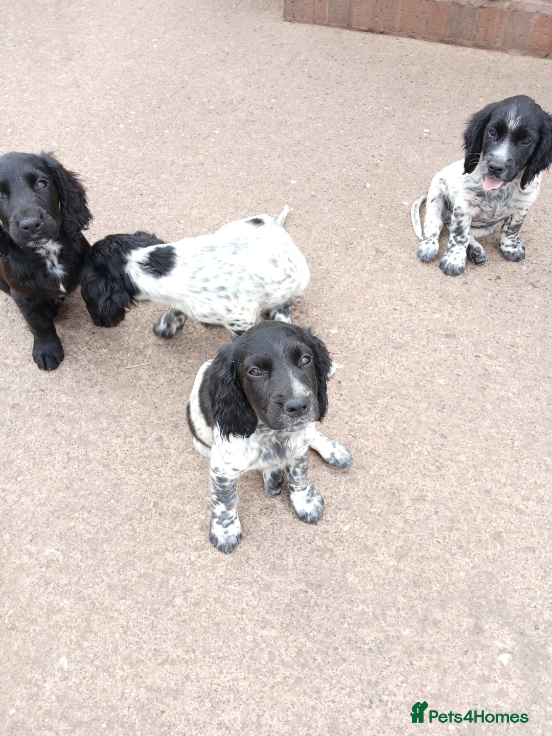 Cocker Spaniel dogs for sale: working type Cocker spaniel puppies available  - Image 5