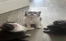 Mixed Breed cats for sale: Mixed breed Tabbies  - Image 17