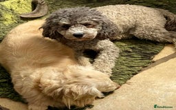 Doxiepoo dogs for sale: Adorable Doxiepoo puppies  - Image 16