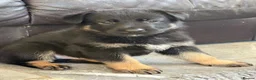German Shepherd dogs for sale: Fully health tested German shepherd Puppies. - Advert 4