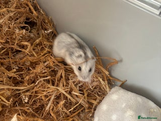 Hamster rodents Dwarf hamster - Advert 2