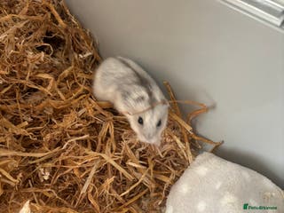 Hamster rodents Dwarf hamster - Advert 10