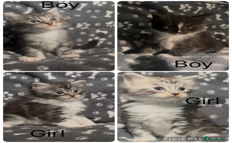 Maine Coon cats - Advert 13