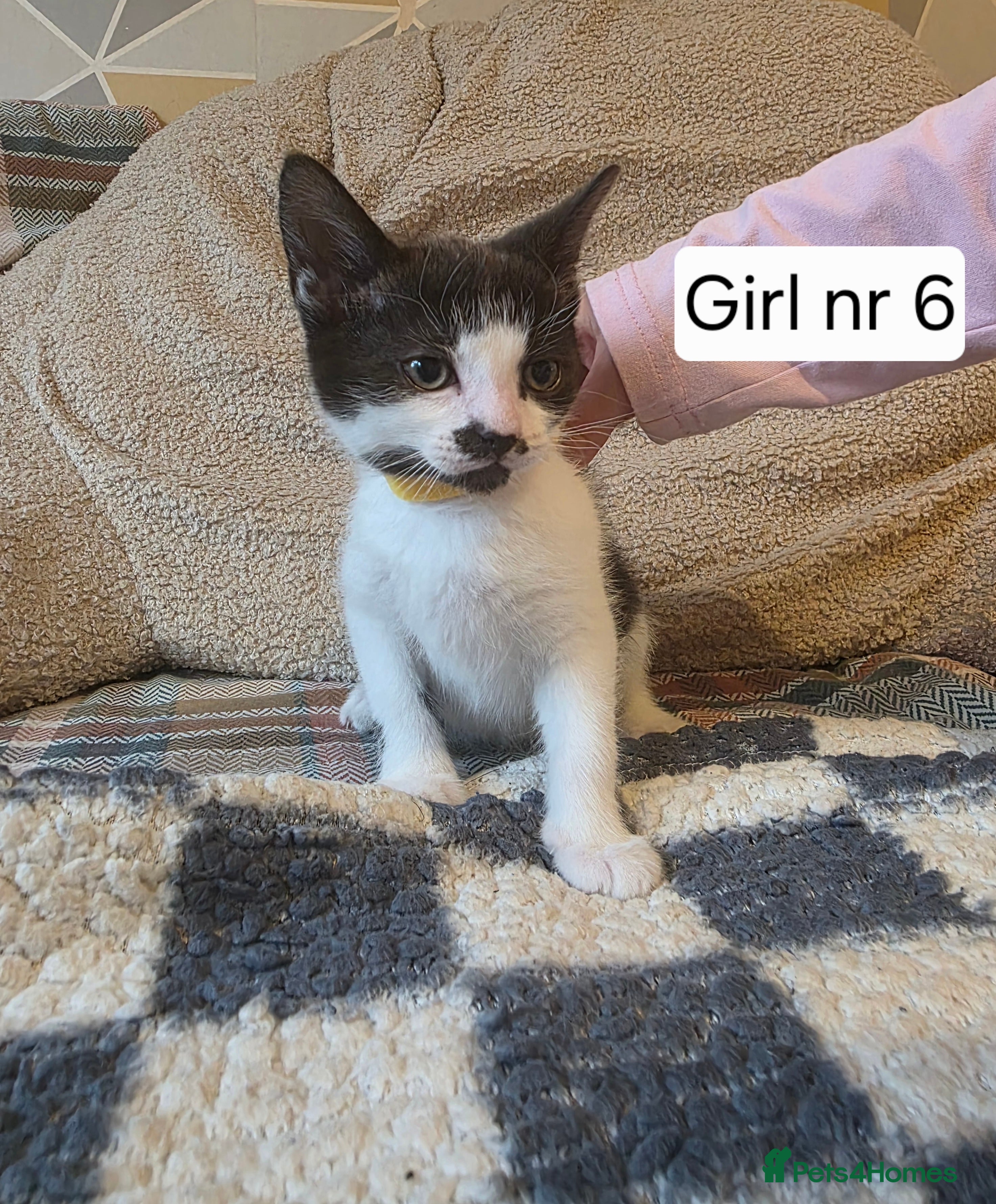 Mixed Breed cats Kittens - Advert 2