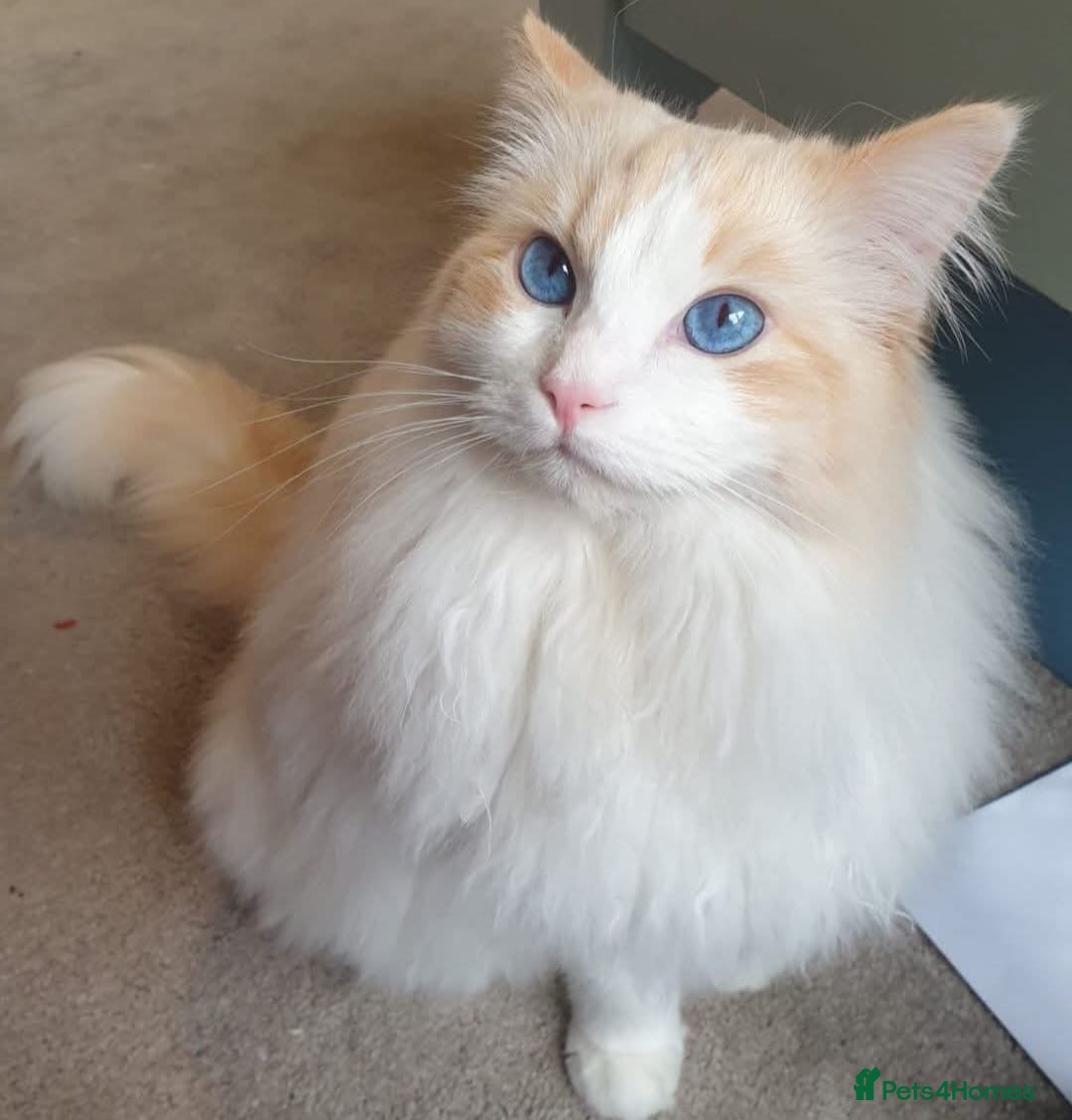 Ragdoll cats for sale: Beautiful purebreed Ragdoll kittens - Advert 14