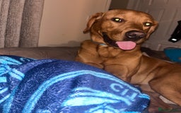 Labrador Retriever dogs for stud: Waffle doggy  - Image 7
