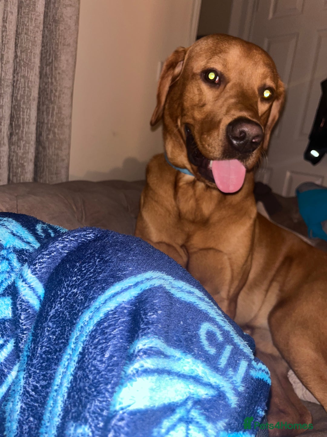 Labrador Retriever dogs for stud: Waffle doggy  - Image 7