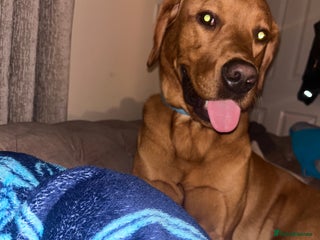 Labrador Retriever dogs Waffle doggy - Advert 21