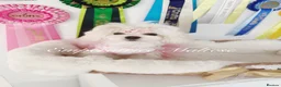 Maltese dogs for sale: Tiny KC Reg. Korean Show line puppies!  - Advert 7