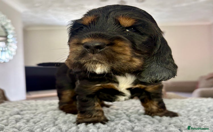 Cocker Spaniel dogs - Advert 4